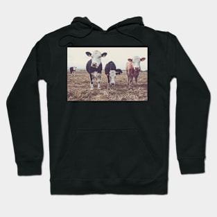 Curious Cows Hoodie